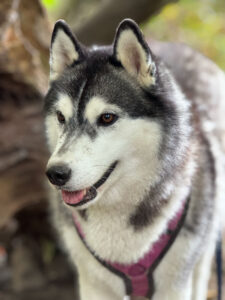 Behandlung bei Erkrankungen von Hunden