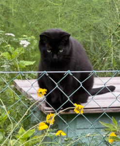 Tierheilpraxis Vera Knoll, Behandlungsmethoden für Katzen, Hunde und Pferde