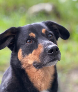 Behandlung bei Erkrankungen von Hunden