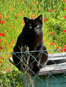 Hilfe für kranke Katzen