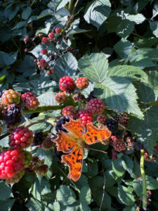 Phytotherapie, mit Kräutern wirken